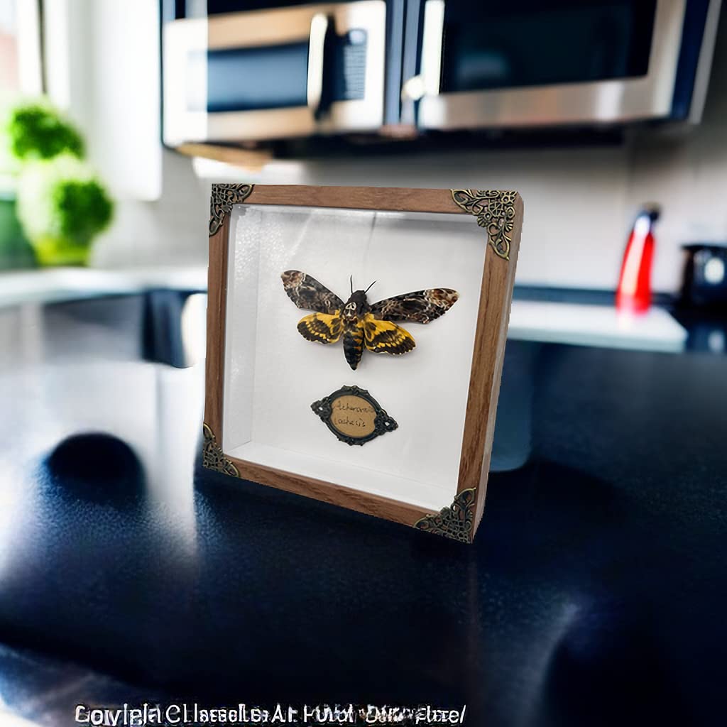 Real Acherontia Death Head Moth Framed,Handmade Wood Shadow Box Insect Specimen for Unique Curiosity Collectors - Tabletop, Wall Art, Home Decor, Living Room, Gallery, and Bedroom (Death's Head Moth)