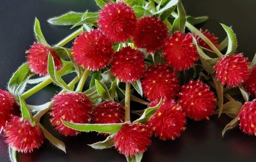 Gomphrena Globosa Seeds - 100PCS Extra Rare Red Flower Seeds for Vibrant Gardens