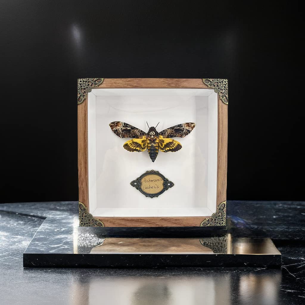 Real Acherontia Death Head Moth Framed,Handmade Wood Shadow Box Insect Specimen for Unique Curiosity Collectors - Tabletop, Wall Art, Home Decor, Living Room, Gallery, and Bedroom (Death's Head Moth)