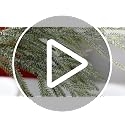 10-Pack 18in Snow Flocked Norfolk Pine Branches - Artificial Xmas Stems