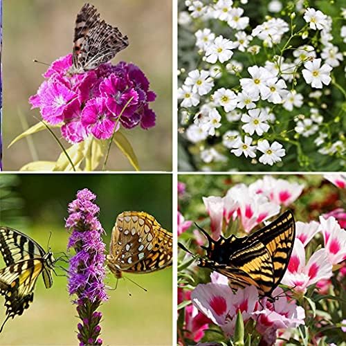 Perennial Wildflower Seeds - 100,000 Non-GMO Seeds for Hummingbird & Butterfly Gardens | 25 Varieties