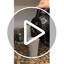 Ginkgo 16 oz Disposable Coffee Cups with Lids & Sleeves - 100 Pack