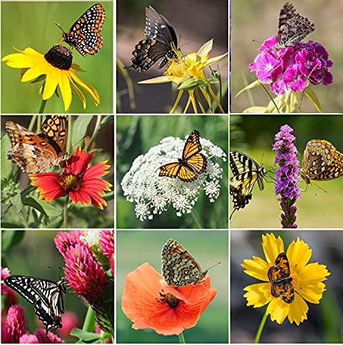 Perennial Wildflower Seeds - 31 Varieties, 100,000+ Non-GMO Seeds for Hummingbird & Butterfly Gardens
