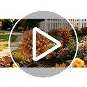 Artificial Fall Mums Topiary Trees - 24 Inch Outdoor Faux Chrysanthemums with Stakes, UV Resistant for Porch & Garden