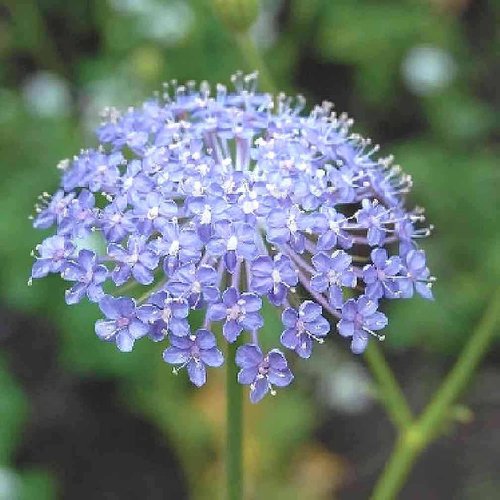 Didiscus Caeruleus Blue Lace Flower Seeds - 200 Premium Seeds for Stunning Gardens
