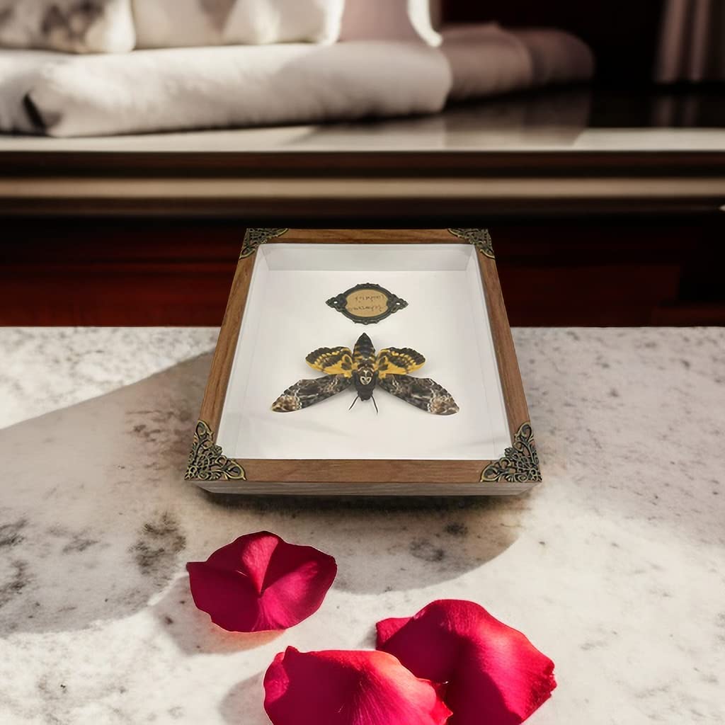 Real Acherontia Death Head Moth Framed,Handmade Wood Shadow Box Insect Specimen for Unique Curiosity Collectors - Tabletop, Wall Art, Home Decor, Living Room, Gallery, and Bedroom (Death's Head Moth)