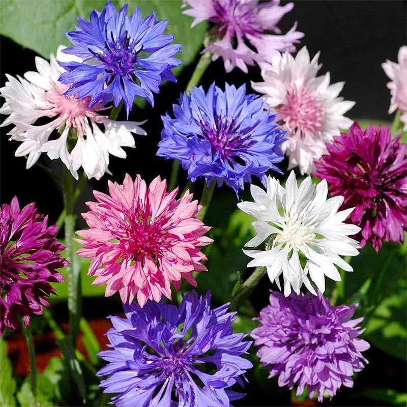 Regine Switzerland 3200+ Mix Cornflower Seeds - Non-GMO Bachelor Button Flower Seeds for Outdoor Gardens