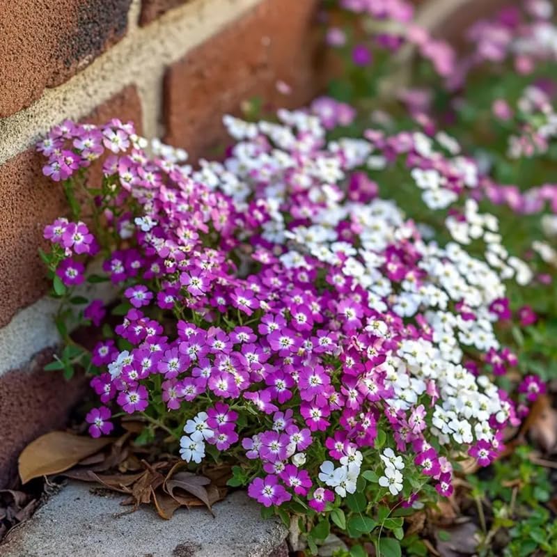 Sweet Alyssum Seeds - 200+ Premium Mix for Vibrant Groundcover Flowers | Perfect for Garden Planting