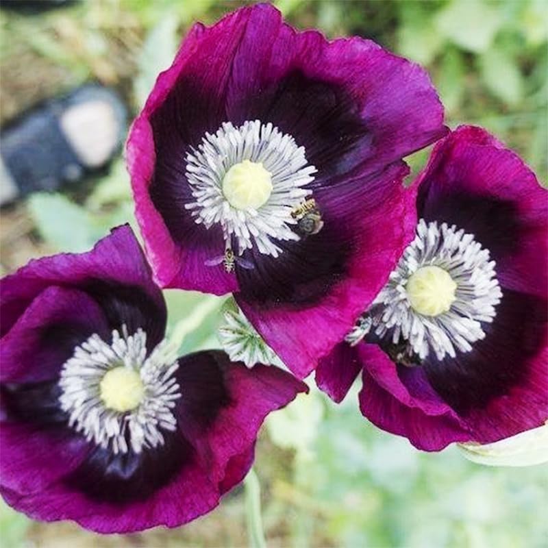 Purple Poppy Flower Seeds - 4200+ Heirloom Non-GMO Seeds for a Colorful Blooming Garden
