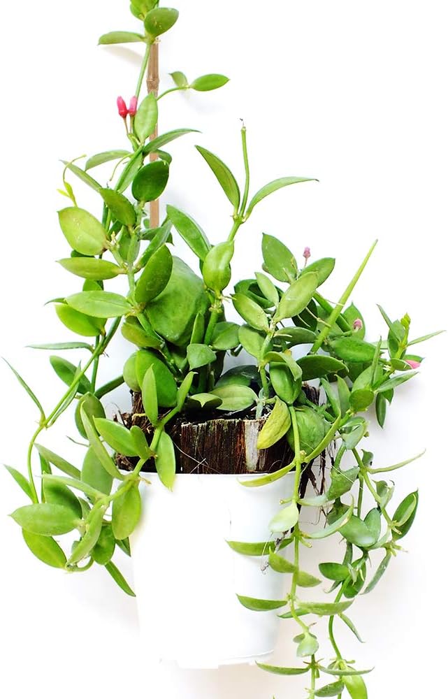 Pllieay Natural Bamboo Garden Stakes - 20PC 16-Inch Plant Support for Indoor/Outdoor Use