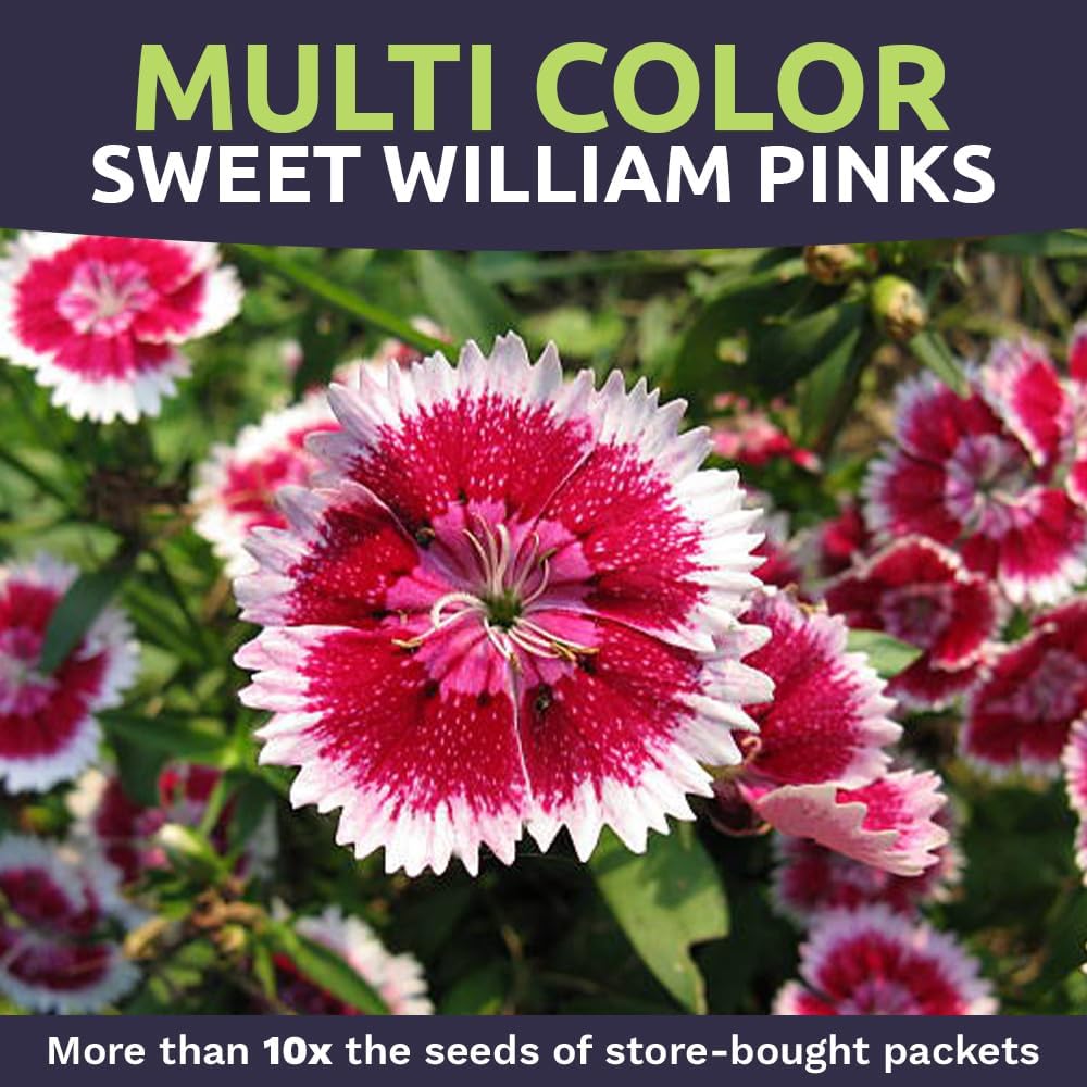 Sweet William Seeds - Mixed Pink Colors - Non-GMO Flower Seeds - Extra Large 1oz Packet
