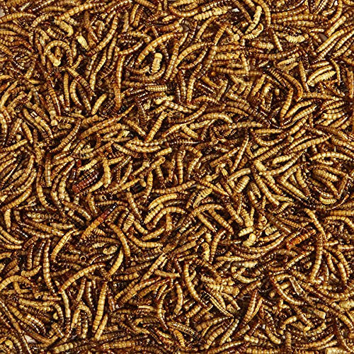 Kaytee Wild Bird Food Mealworms 2 Pound Pack | High-Protein Bird Attractant