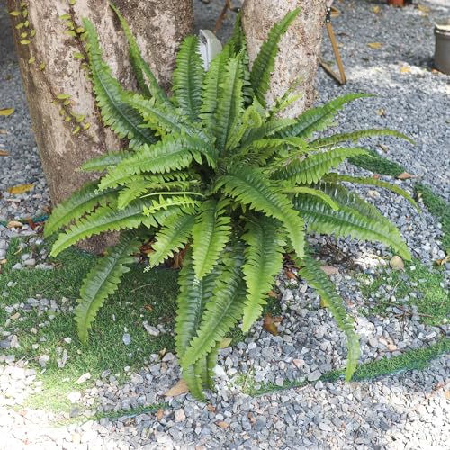 Large Artificial Ferns for Outdoors & Indoors - 45 Inch Fake Ferns with 55 Fronds