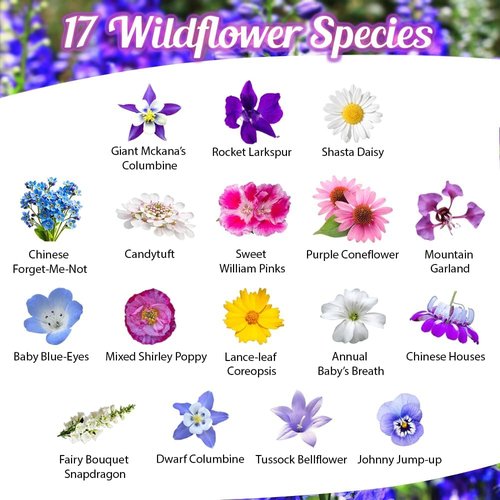 BBB Seed Wildflower Seeds - Open-Pollinated Mix for Partial Shade | 1 oz Packet, Annual & Perennial