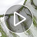 63 Inch Faux Willow Tree Branches Hanging Moss for Halloween & Decor