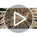 20 Stems 40-Inch Natural Pampas Grass Decor Tall for Boho Wedding Party Farmhouse
