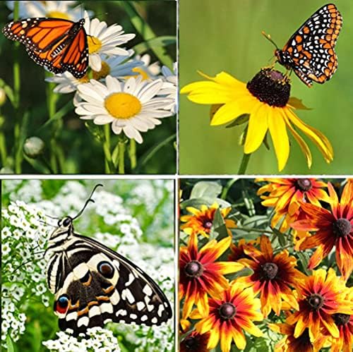Perennial Wildflower Seeds - 100,000 Non-GMO Seeds for Hummingbird & Butterfly Gardens | 25 Varieties