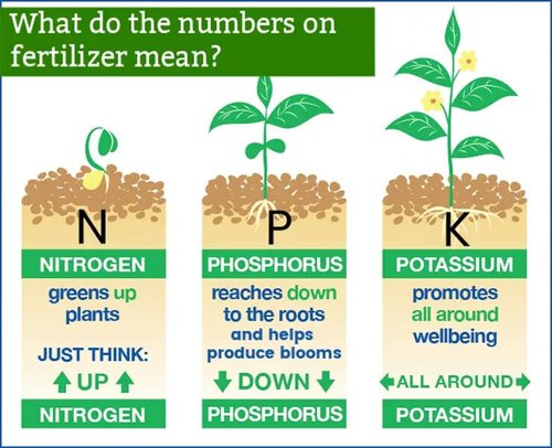 GARDENERA Premium 20-20-20 All-Purpose Water-Soluble Fertilizer - Boosts Plant Growth & Leaf Color - 1 Quart