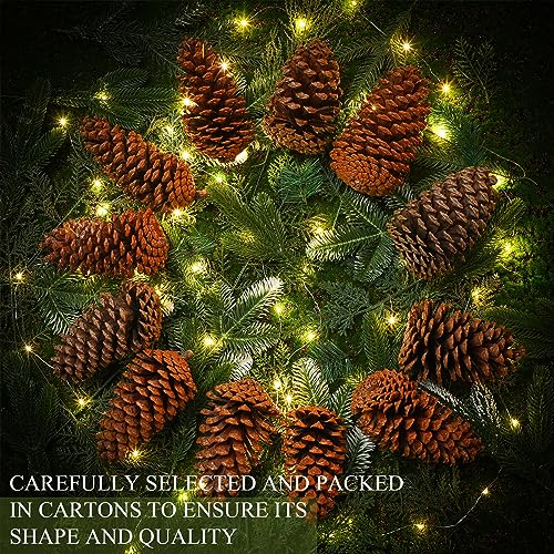 Huwena 6 Pcs Large 6-7 Inch Natural Pine Cones Unscented