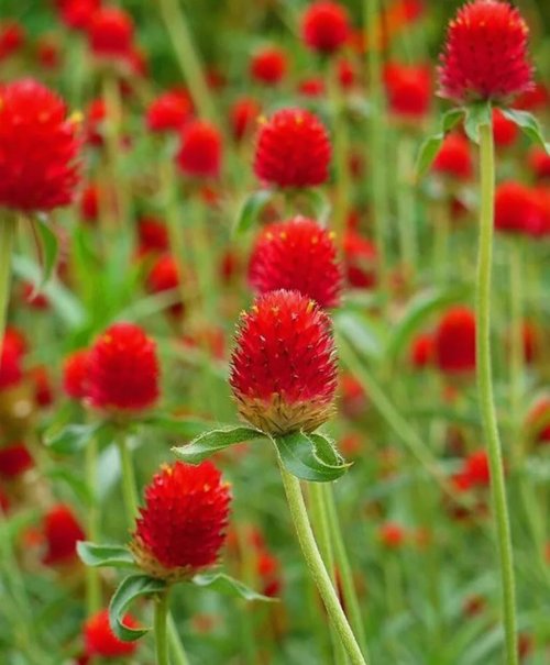 Gomphrena Globosa Seeds - 100PCS Extra Rare Red Flower Seeds for Vibrant Gardens