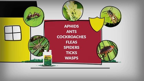 Compare-N-Save Insect Control Concentrate - Effective Indoor & Outdoor Solution | 16-Ounce