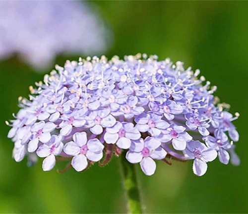 Didiscus Caeruleus Blue Lace Flower Seeds - 200 Premium Seeds for Stunning Gardens