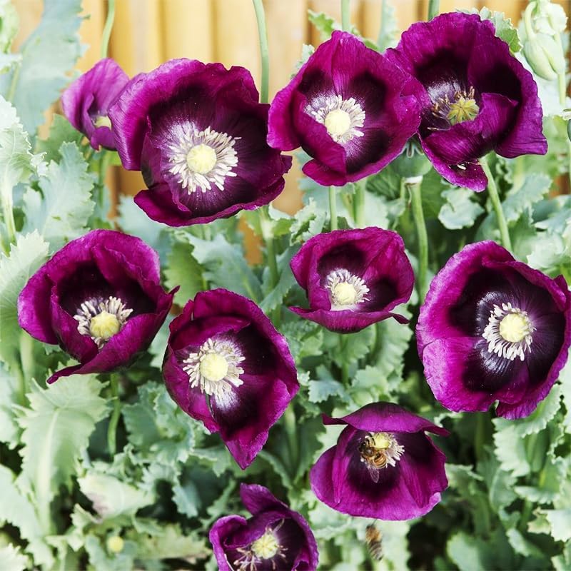 Purple Poppy Flower Seeds - 4200+ Heirloom Non-GMO Seeds for a Colorful Blooming Garden