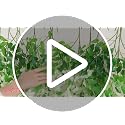 Artificial White Wisteria Hanging Flowers 12-Pack - Decorative Faux Vines for Wedding and Party Decor