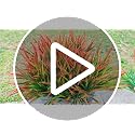 Cherica 40Pcs Red Artificial Outdoor Grass Stems UV Resistant Landscaping Decor