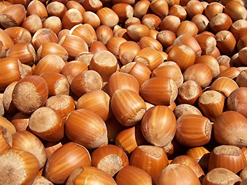 Mushroom Wooden Nutcracker with Screw Mechanism – Beechwood Nut Cracker