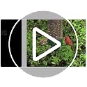 Squirrel Proof Bird Feeder 5lb Capacity - Weatherproof Outdoor Bird Feed Station