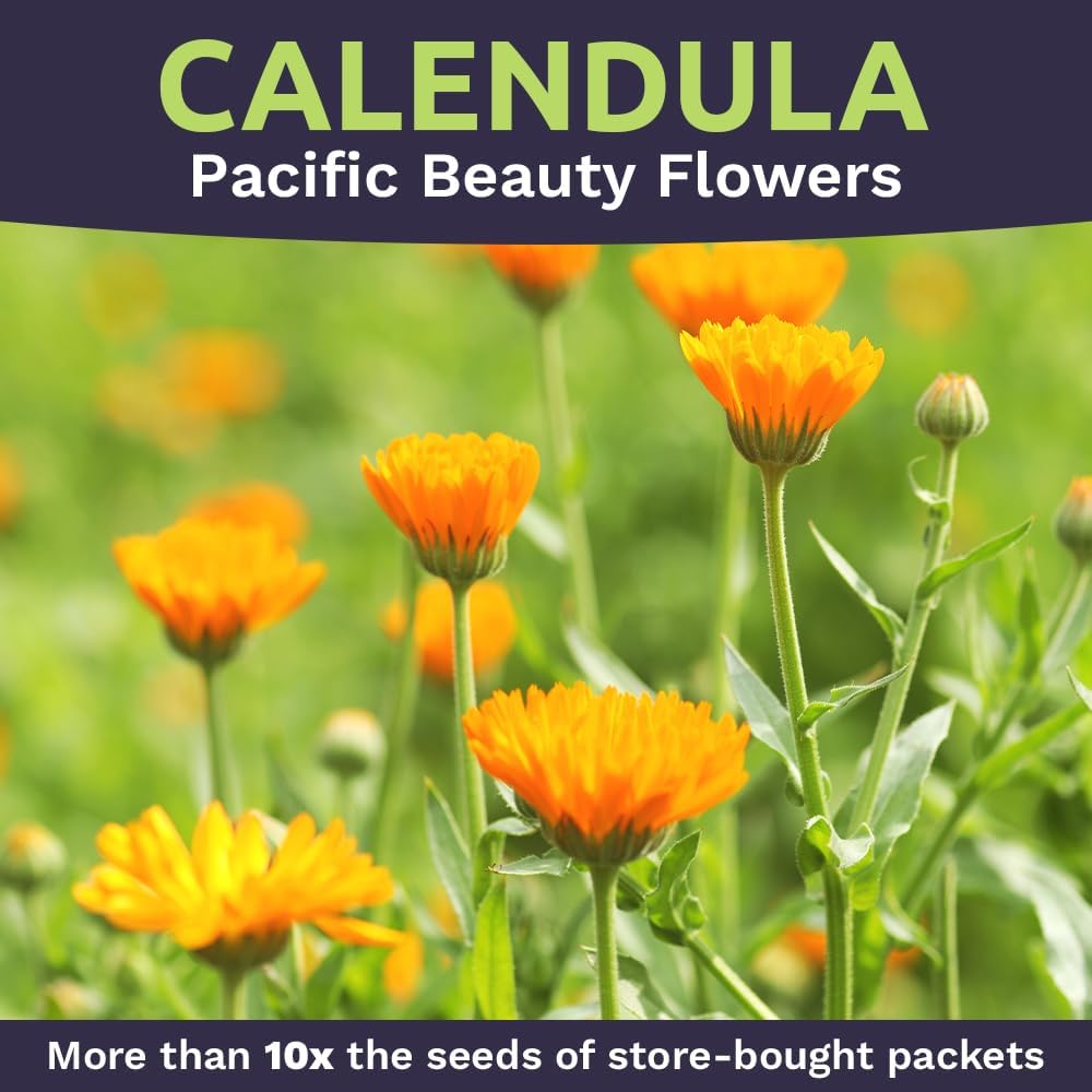 Pacific Beauty Mix Calendula Seeds - Extra Large Packet of 3,000+ Non-GMO Wildflower Seeds