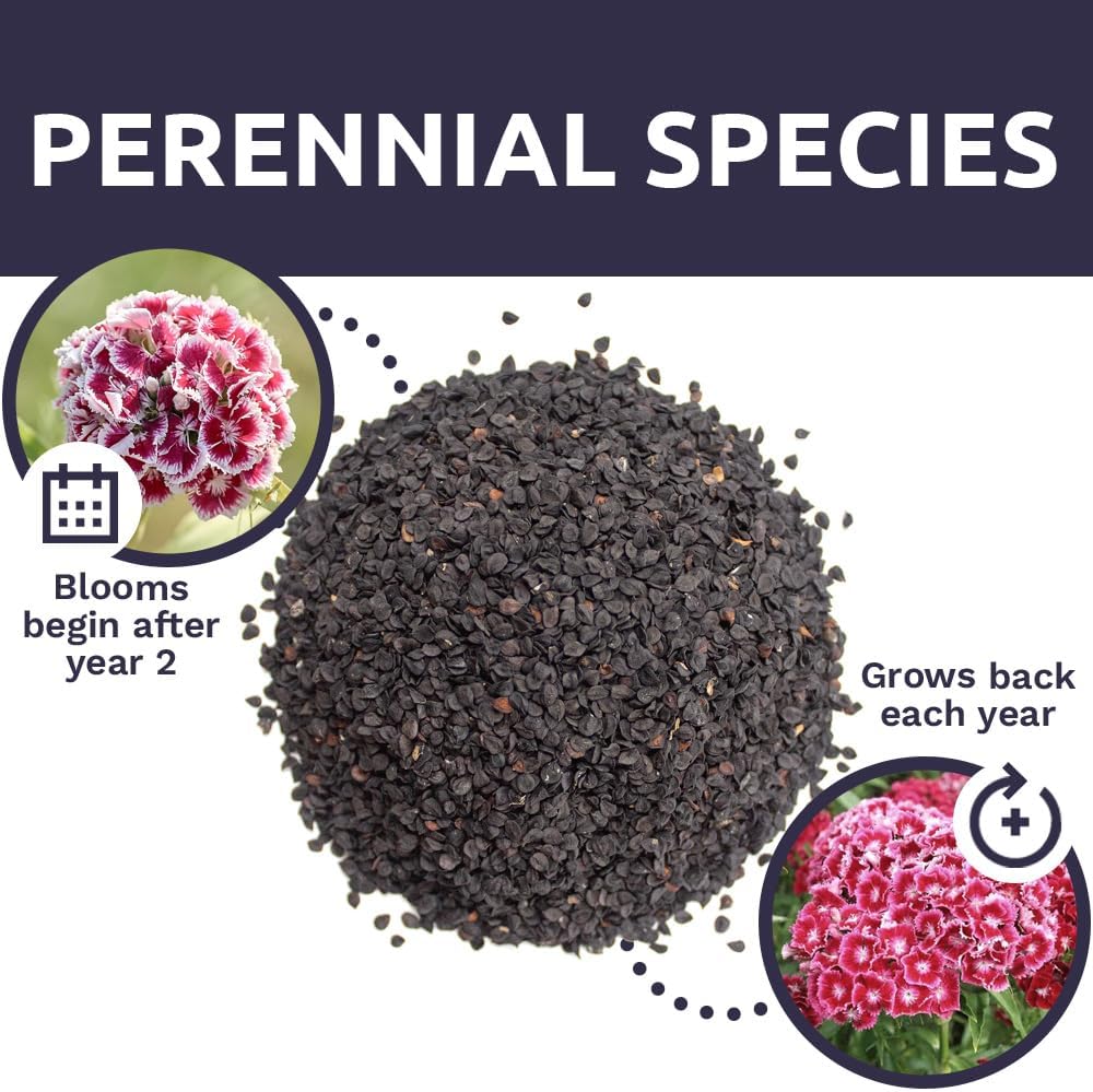 Sweet William Seeds - Mixed Pink Colors - Non-GMO Flower Seeds - Extra Large 1oz Packet