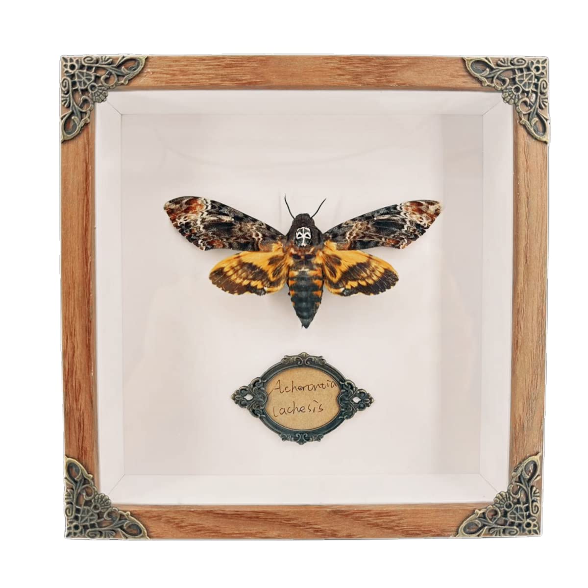 Real Acherontia Death Head Moth Framed,Handmade Wood Shadow Box Insect Specimen for Unique Curiosity Collectors - Tabletop, Wall Art, Home Decor, Living Room, Gallery, and Bedroom (Death's Head Moth)