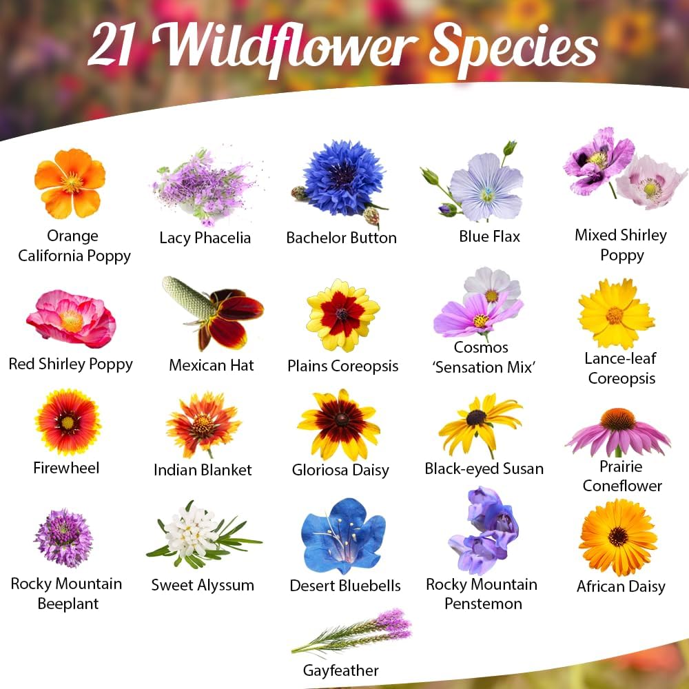 Wildflower Seeds - Drought Resistant Open-Pollinated Mix for Vibrant Perennial & Annual Blooms - 1oz Packet