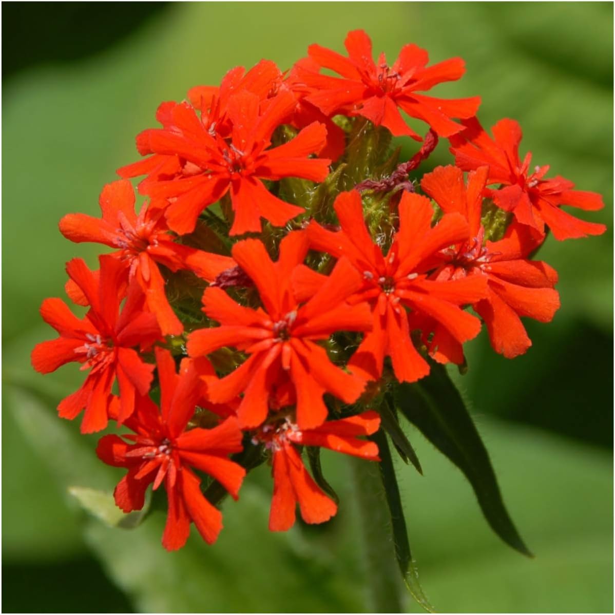 Seed Needs Maltese Cross Wildflower Seeds - Heirloom Scarlet Red Perennials for Butterfly Gardens (1 Pack)