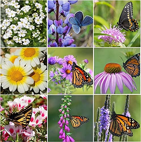 Perennial Wildflower Seeds - 31 Varieties, 100,000+ Non-GMO Seeds for Hummingbird & Butterfly Gardens