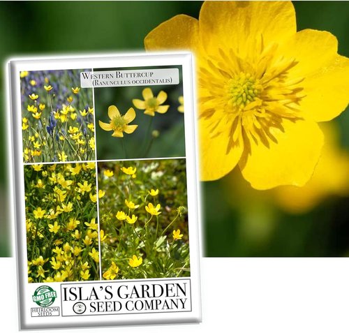 Isla’s Garden Seeds Western Buttercup Seeds - 250+ Non-GMO Heirloom Seeds for Pollinator Gardens