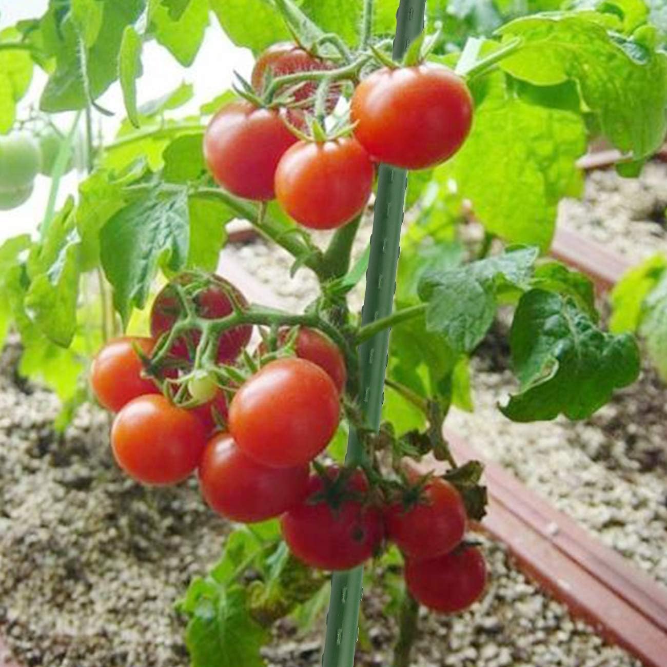 Sunnyglade 25PCS 48” Plant Stakes - Durable Supports for Garden Tomatoes & Potted Plants