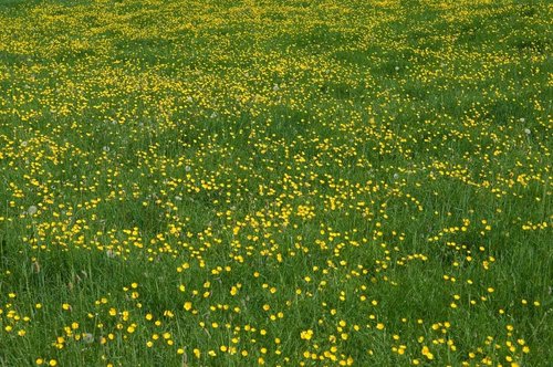 Isla’s Garden Seeds Western Buttercup Seeds - 250+ Non-GMO Heirloom Seeds for Pollinator Gardens