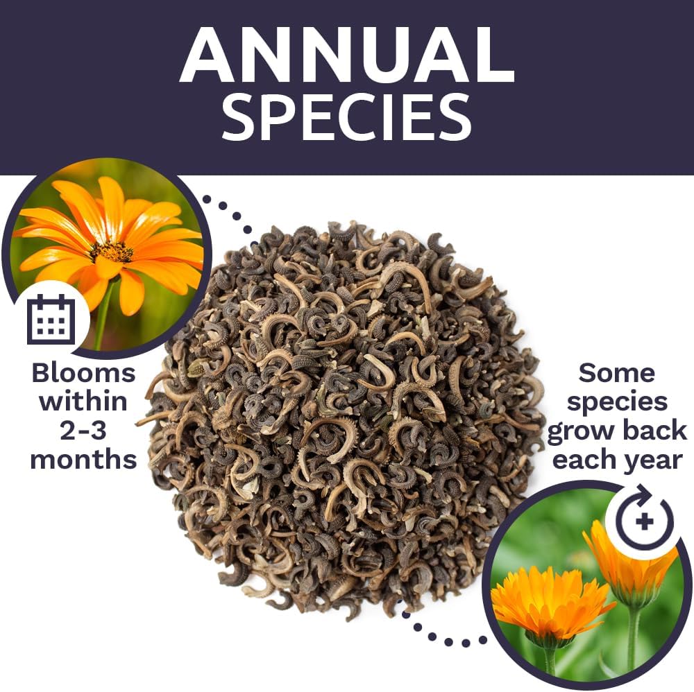 Pacific Beauty Mix Calendula Seeds - Extra Large Packet of 3,000+ Non-GMO Wildflower Seeds