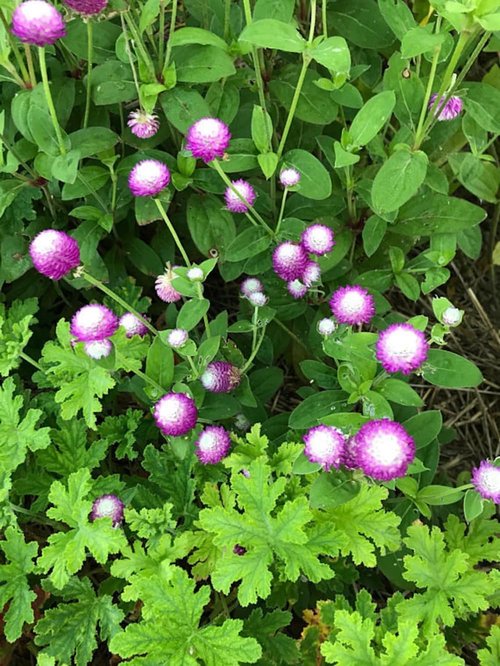 Globe Amaranth Seeds - 100pcs Mixed Colors | Heirloom Gomphrena Globosa Flower Seeds