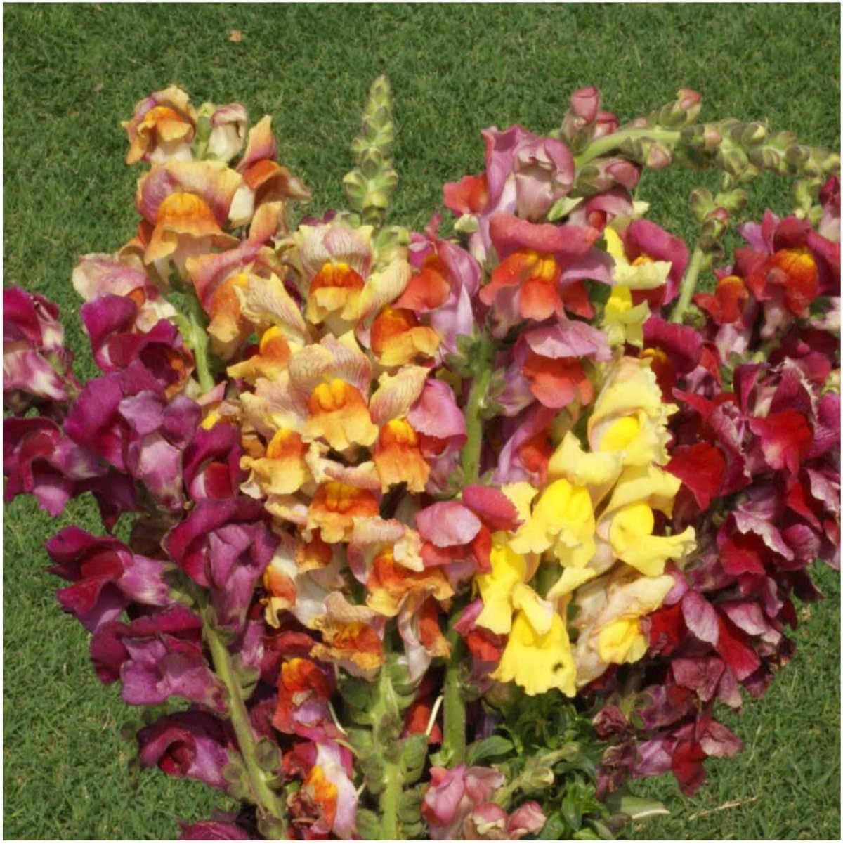 Seed Needs Mixed Tetra Snapdragon Seeds - 1,000 Heirloom Seeds for Butterfly Gardens | Annual Antirrhinum Majus