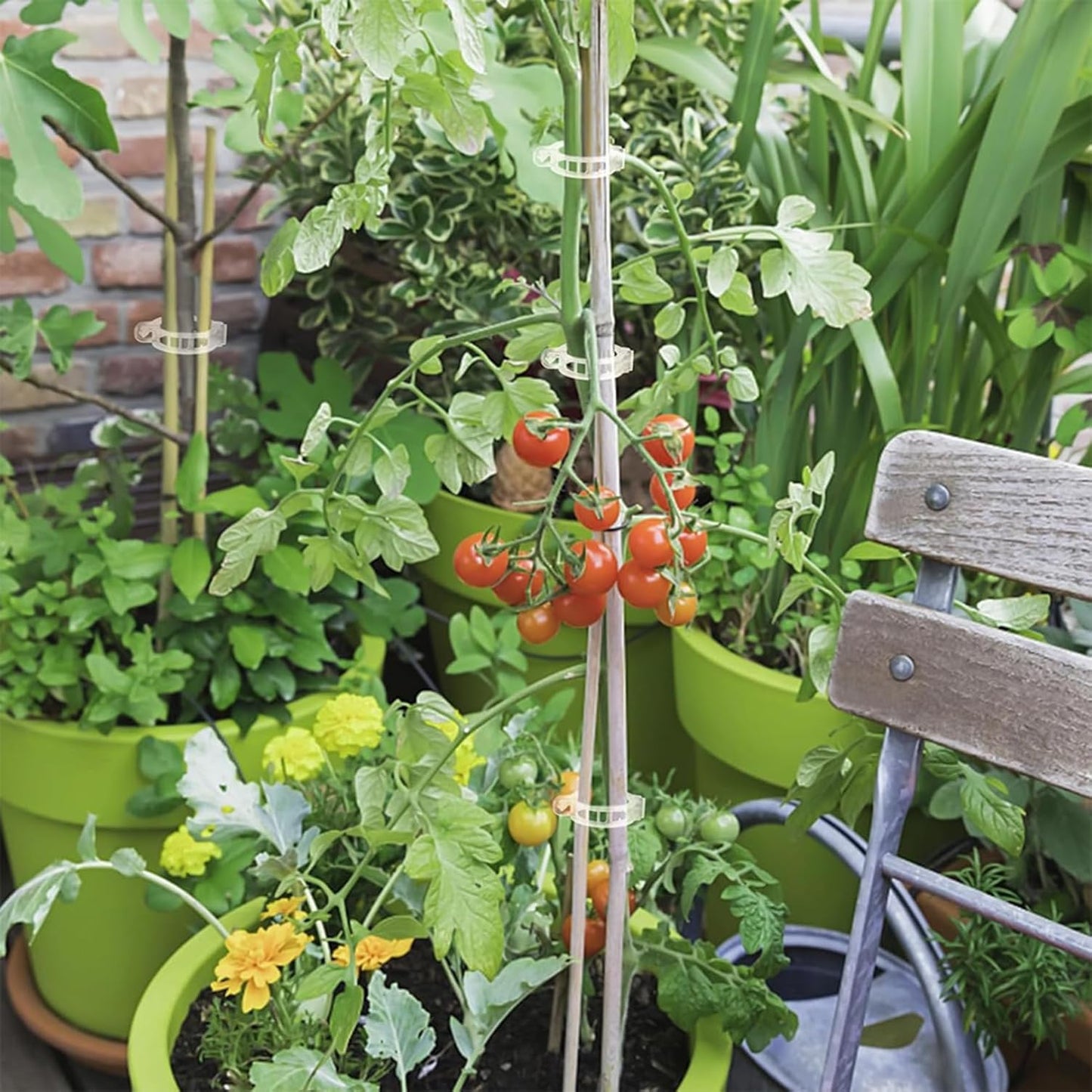 Skiennix Tomato Clips - 220Pcs Plant Support Clips for Trellis & Vegetable Cages | Ideal for Climbing Vines