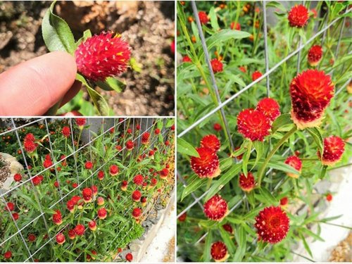 Gomphrena Globosa Seeds - 100PCS Extra Rare Red Flower Seeds for Vibrant Gardens
