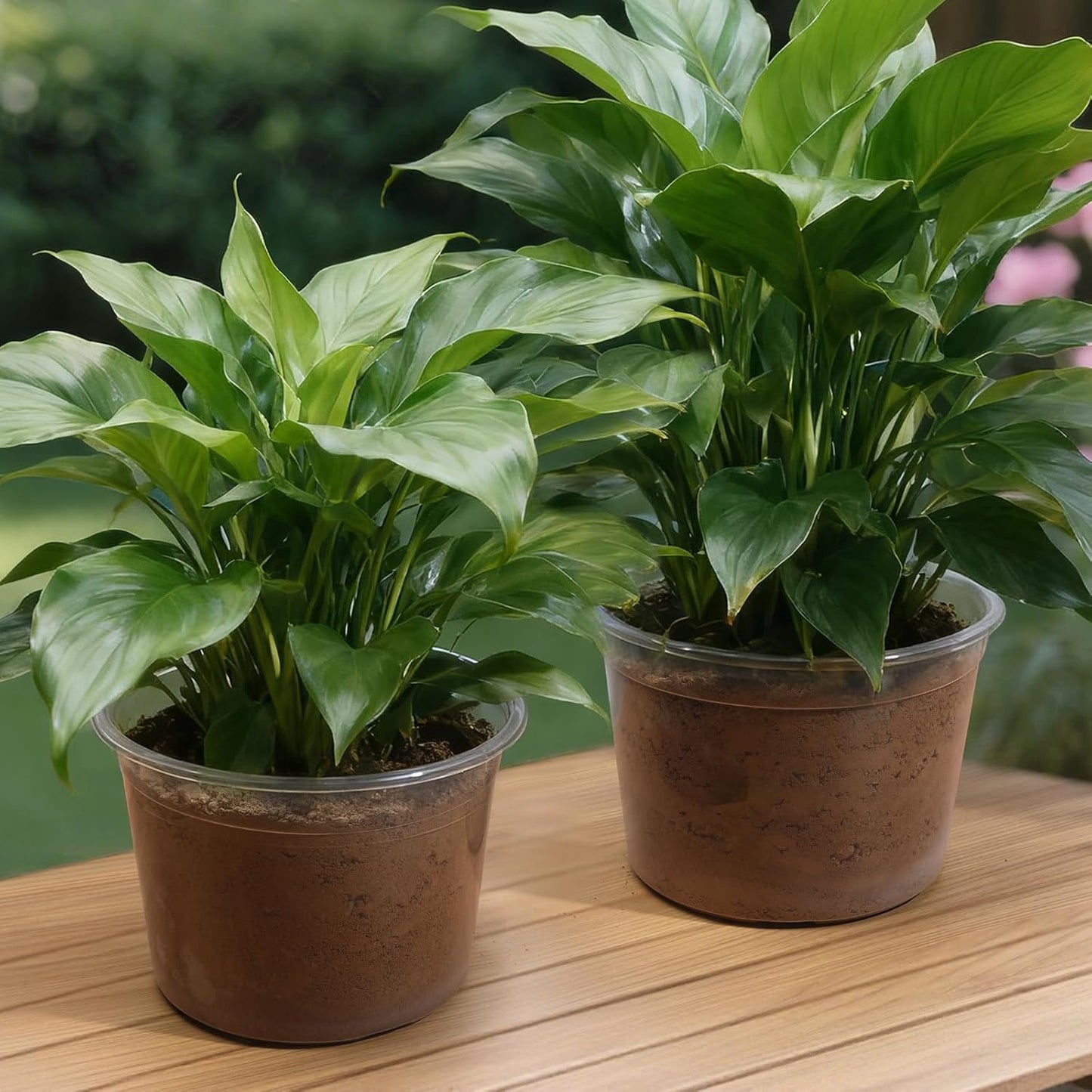Skiennix Large Clear Nursery Pots - Durable Plastic Plant Pots with Drainage Holes | 4/6/8/10 Inch, 16 Pack
