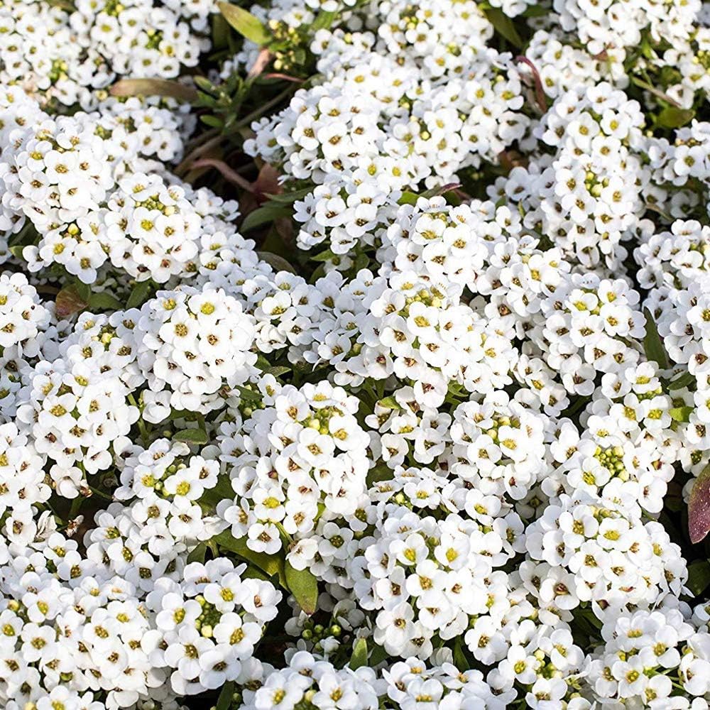 Outsidepride Perennial Sweet Alyssum Seeds - 5,000 White Lobularia Maritima for Pollinator Gardens | Drought-Tolerant & Easy to Grow in USDA Zones 7-9