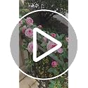 Pink Bendable Flower Garland - 2 Pack, 12ft Rose Vine for Home Decor
