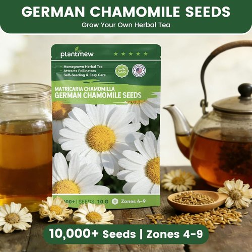 German Chamomile Seeds - 10,000+ Non-GMO Heirloom Seeds for Herbal Tea & Pollinator Attraction | USDA Zones 4-9