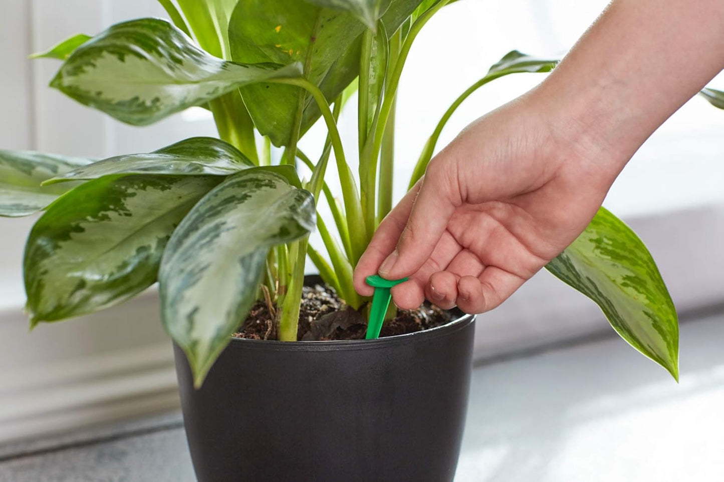 Miracle-Gro Indoor Plant Food Spikes - 48 Continuous Feeding Spikes for Flowering & Foliage Houseplants - NPK 6-12-6